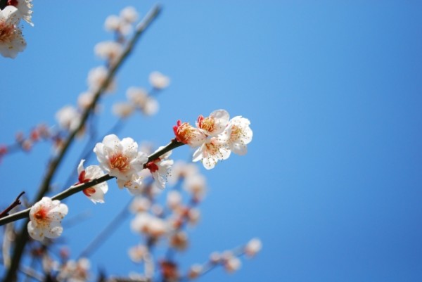 冬の剪定が必要な庭木とは？　12月～1月に剪定すべき木とそのポイントサムネイル