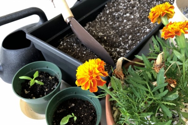 土壌改良で植物を元気に育てましょうサムネイル
