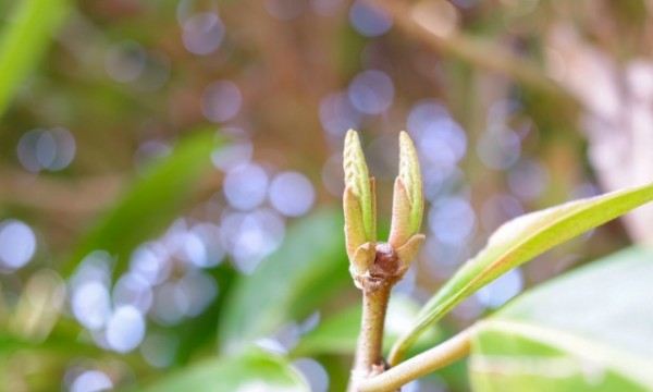 お庭対策シリーズ6回目（最終回）：芽吹きの保護: 春の新芽を守る方法サムネイル