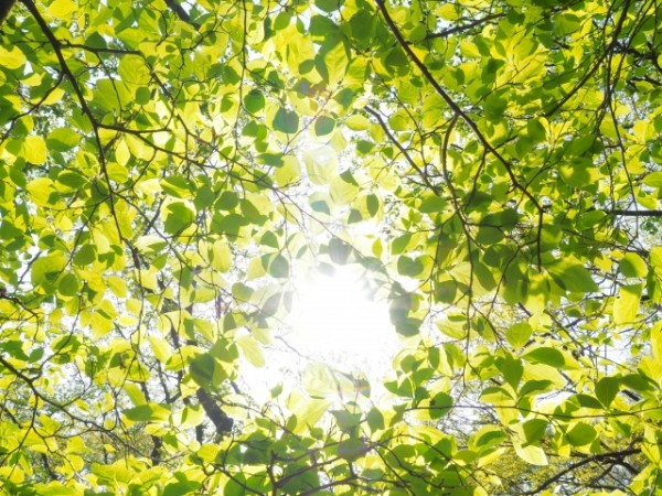 今が植え時！5月におすすめの花・植物｜東京の気候にぴったりな庭づくりサムネイル