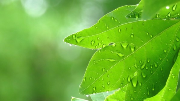 「梅雨時期にこそ必要！6月のお庭メンテナンス術｜剪定・除草・病害虫対策のポイント」サムネイル